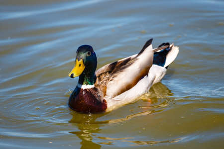 mallard duck swims in lake with blue waterの写真素材