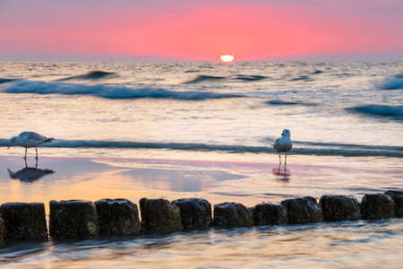 Sunset on the beach with seagulls sitting on the breakwaterの写真素材