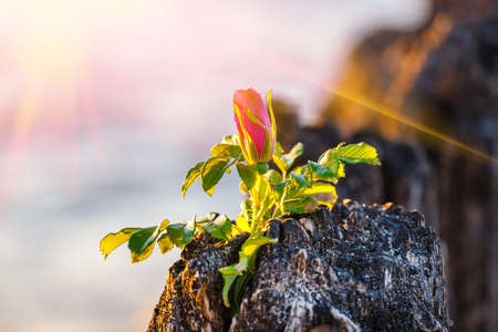 pink flower on the beach at sunsetの写真素材