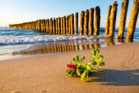 pink flower on the beach at sunsetの写真素材
