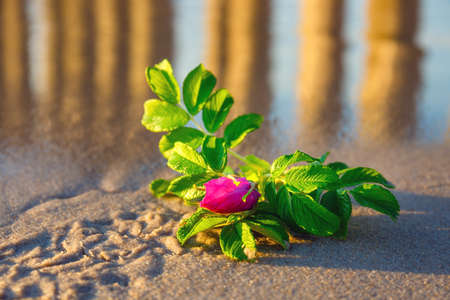 pink flower on the beach at sunsetの写真素材
