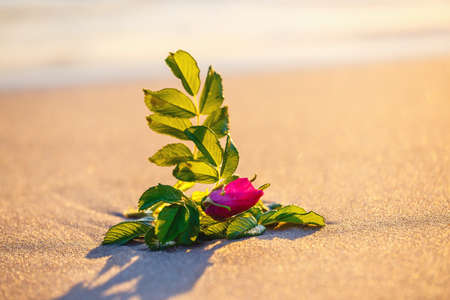 pink flower on the beach at sunsetの写真素材