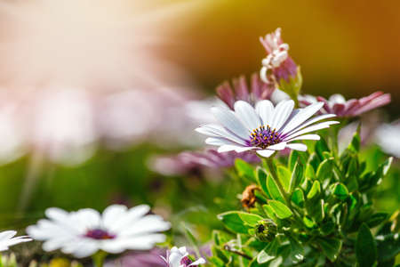 A clump of hardy African daisy, Osteospermum plantsの写真素材
