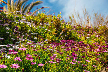 field of beautiful African daisy, natural backgroundの写真素材