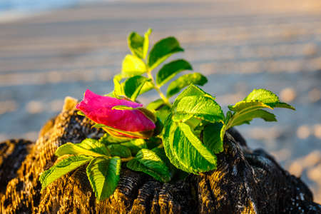 pink flower on the beach at sunsetの写真素材