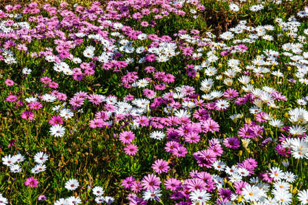 field of beautiful African daisy, natural backgroundの写真素材