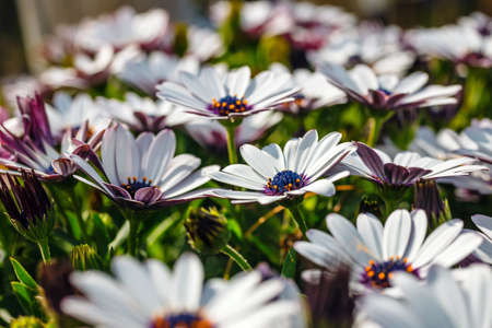 A clump of hardy African daisy, Osteospermum plantsの写真素材