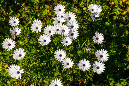 field of beautiful African daisy, natural backgroundの写真素材