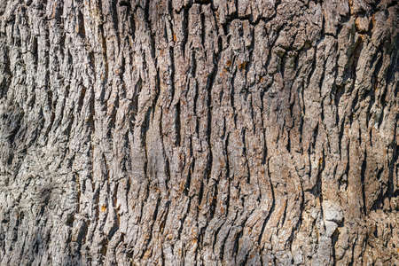 Texture of wood bark, natural backgroundの写真素材