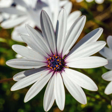 A clump of hardy African daisy, Osteospermum plantsの写真素材