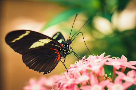 tropical red, black and white butterfly named Heliconius Melponemeの写真素材