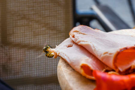 Wasps cutting meat from a slice of ham, close upの写真素材