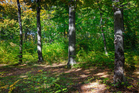 scenic forest of fresh green deciduous trees at sunny dayの写真素材