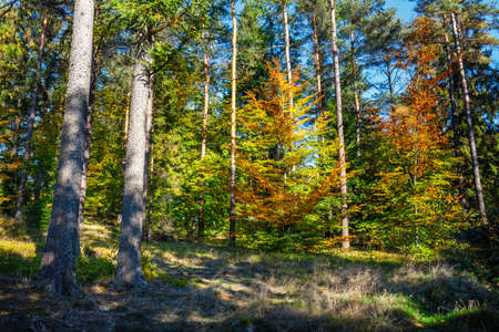 scenic forest of fresh green deciduous trees at sunny dayの写真素材