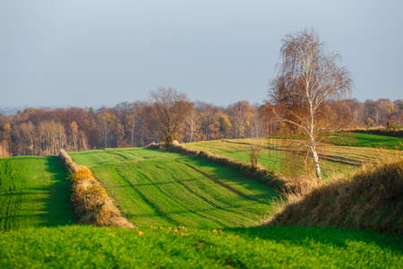 agricultural fields in rural countryside area at sunset, Polandの写真素材