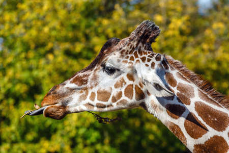 a giraffe in front of some green treesの写真素材