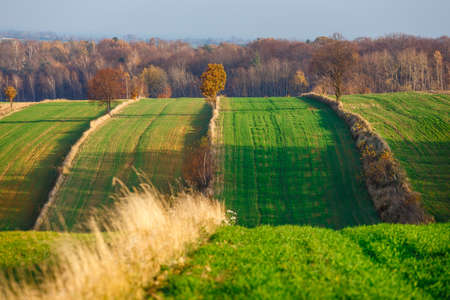 agricultural fields in rural countryside area at sunset, Polandの写真素材