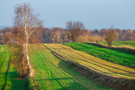 agricultural fields in rural countryside area at sunset, Polandの写真素材