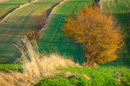 agricultural fields in rural countryside area at sunset, Polandの写真素材