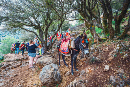 Crete, Lasithi, June 08, 2017: Donkey stands on the mountain path to  Zeus Cave (Diktaion Andron) - Lassithi, Crete, Greeceのeditorial素材