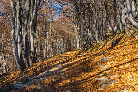 Autumn landscape in Bieszczady Mountains, south east Polandの写真素材
