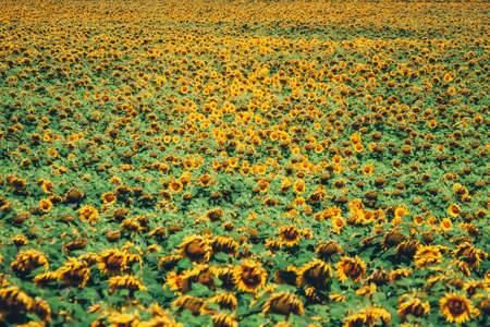 field full of sunflowers at sunny dayの写真素材