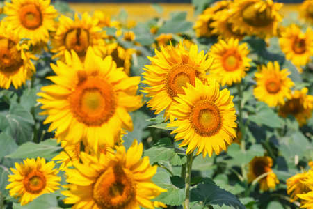 field full of sunflowers at sunny dayの写真素材