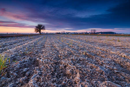 Beautiful sunrise over the field, countryside landscapeの写真素材