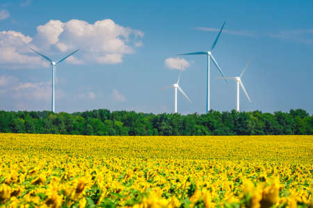 sunflower field with windmills on blue sky backgroundの写真素材