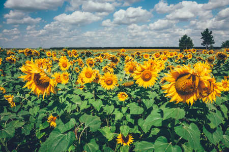 field full of sunflowers at sunny dayの写真素材