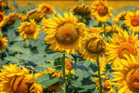 field full of sunflowers at sunny dayの写真素材