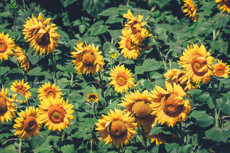 field full of sunflowers at sunny dayの写真素材