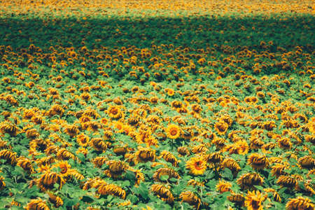 field full of sunflowers at sunny dayの写真素材