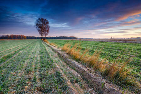 Beautiful sunrise over the field, countryside landscapeの写真素材