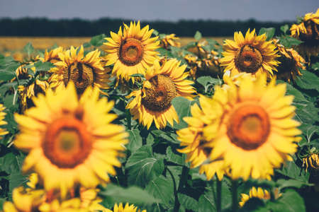 field full of sunflowers at sunny dayの写真素材