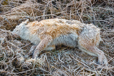 the dead dog lies on the frozen groundの写真素材