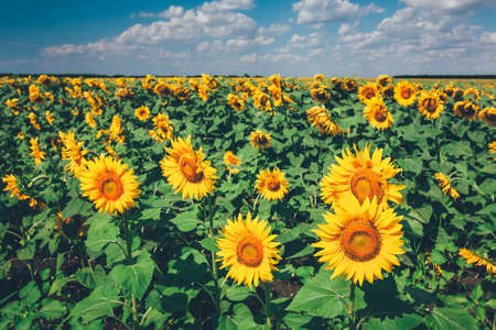 field full of sunflowers at sunny dayの写真素材