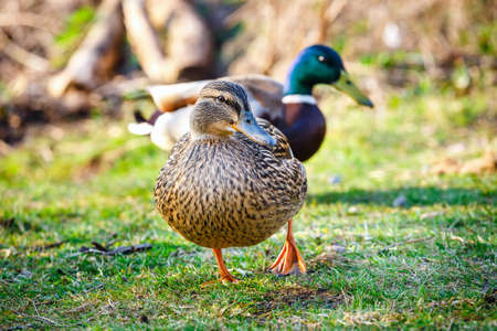 A female duck stands on the meadow with a male in the backgroundの写真素材