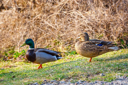 A female duck stands on the meadow with a male in the backgroundの写真素材