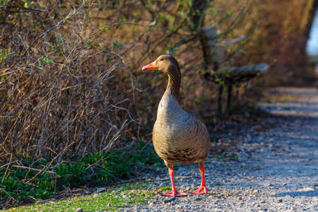 The wild greylag goose in the pond at sunset, close upの写真素材