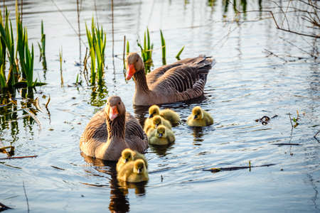 The European Greylags Goose with Chicks, closeup