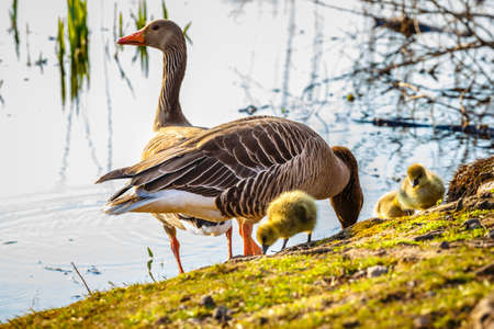The European Greylags Goose with Chicks, closeupの写真素材