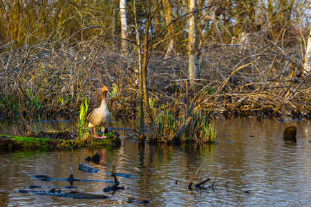 The wild greylag goose in the pond at sunset, close upの写真素材