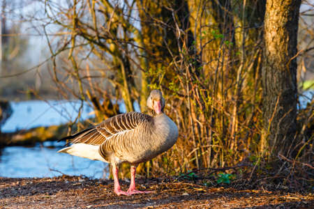 The wild greylag goose in the pond at sunset, close upの写真素材