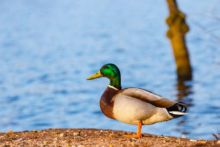 A male duck stands on the edge of the lakeの写真素材