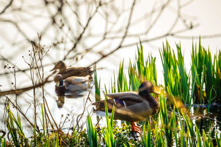 A pair of ducks, male and female, are standing on the shore of the lakeの写真素材
