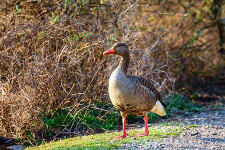 The wild greylag goose in the pond at sunset, close upの写真素材