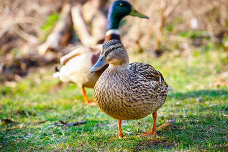 A female duck stands on the meadow with a male in the backgroundの写真素材