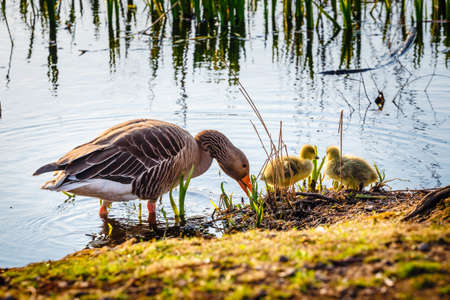 The European Greylags Goose with Chicks, closeupの写真素材