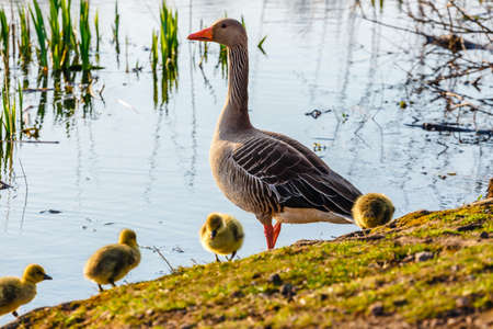 The European Greylags Goose with Chicks, closeupの写真素材